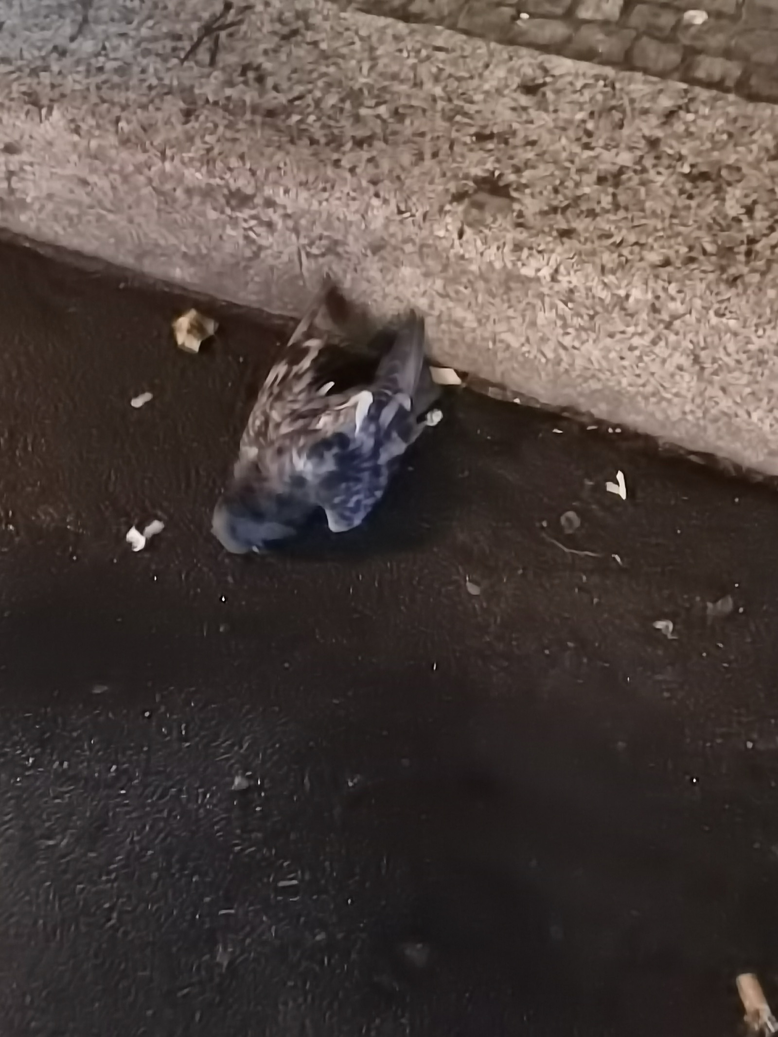 dead_bird