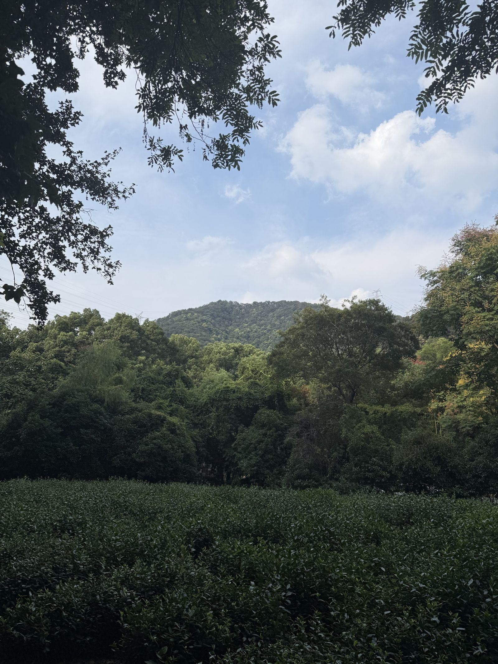 茶篱与远山