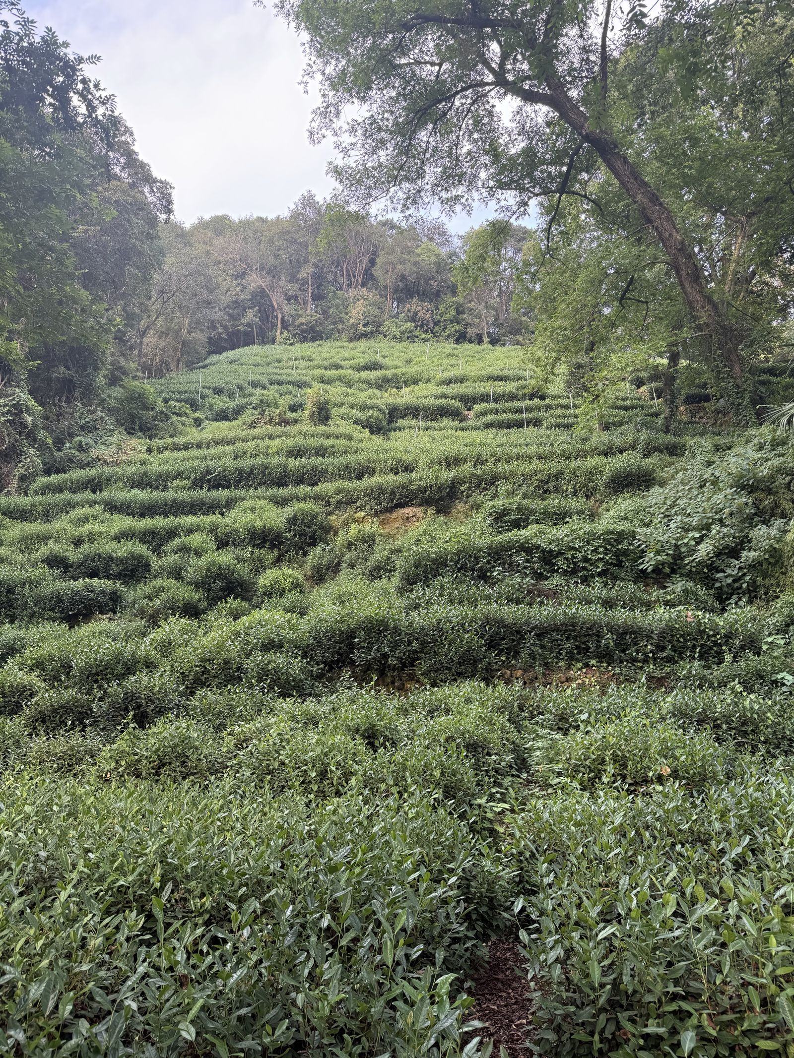 茶垄梯田