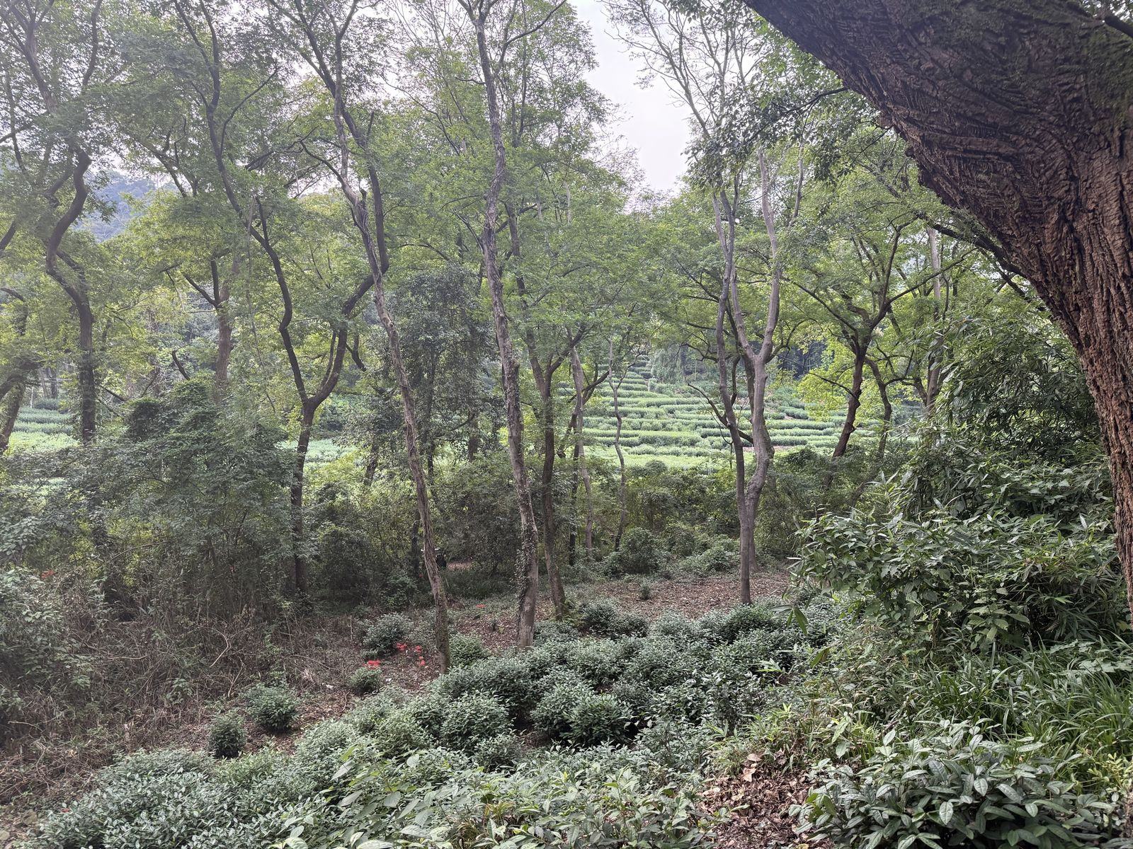 林间的茶园