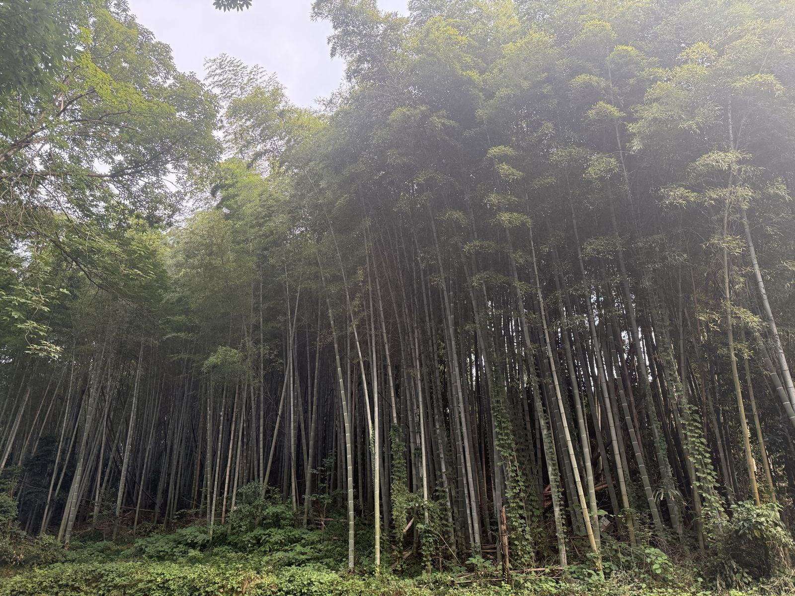 毛竹林