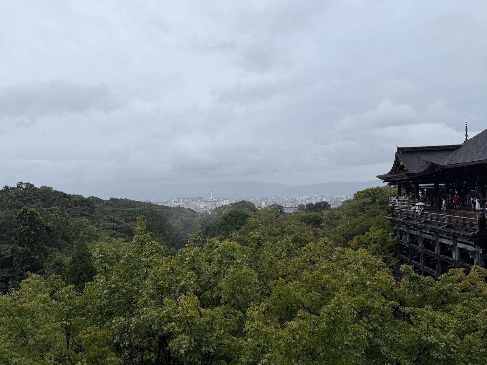 树海与远处的天际线